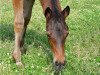 dressage horse Pacino (Trakehner, 2009, from Kaiserkult TSF)