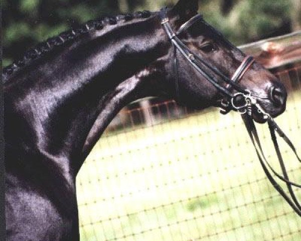 stallion Hailo (Trakehner, 1986, from Anduc)