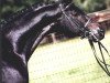 stallion Hailo (Trakehner, 1986, from Anduc)