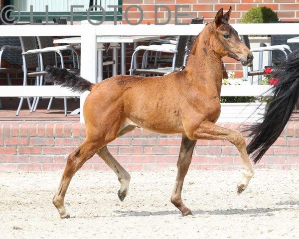 dressage horse Just Dance (Hanoverian, 2021, from Jovian)