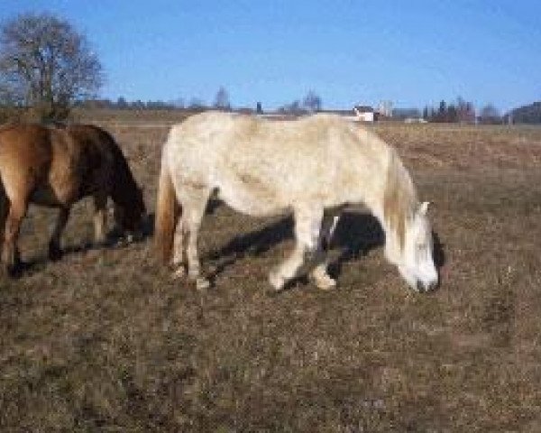 Zuchtstute Ailsa of Dykes (Highland-Pony, 1994, von Swintondene)