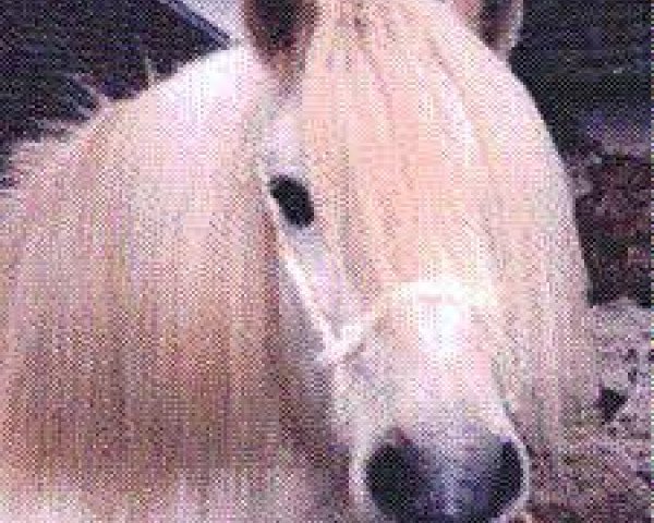 broodmare Meggernie May Mist (Highland Pony, 1985, from Sir Colin CR)