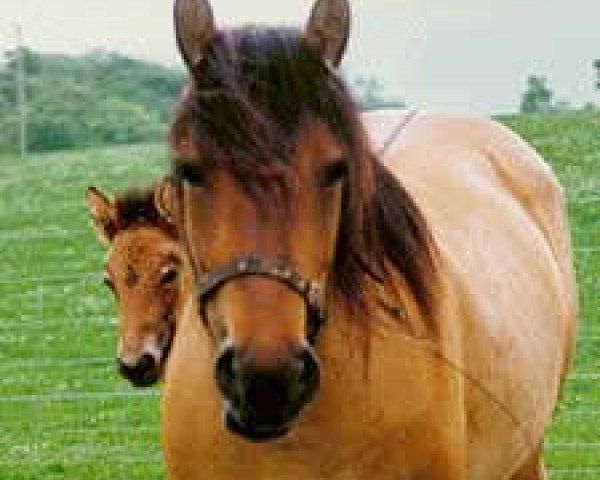 broodmare Duncrub Holly (Highland Pony,  , from Iolair of Orangefield)