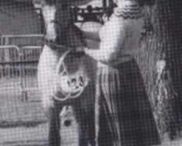 Deckhengst Neildene (Highland-Pony, 1984, von Cock o'the North)
