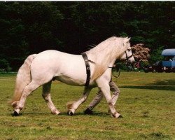 stallion North-Wells Summit (Highland Pony, 1992, from Neildene)