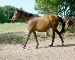 Zuchtstute Parisienne (Trakehner, 1986, von Mormone xx)