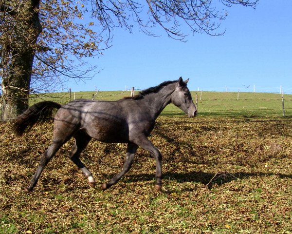 Pferd Patras 35 (Trakehner, 2002, von Guzzi)