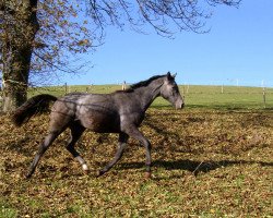 horse Patras 35 (Trakehner, 2002, from Guzzi)