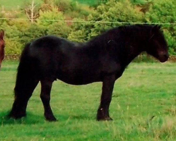 stallion Sergeant Major of Whitefield (Highland Pony, 1984, from Major of Whitefield)