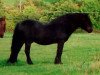 stallion Sergeant Major of Whitefield (Highland Pony, 1984, from Major of Whitefield)