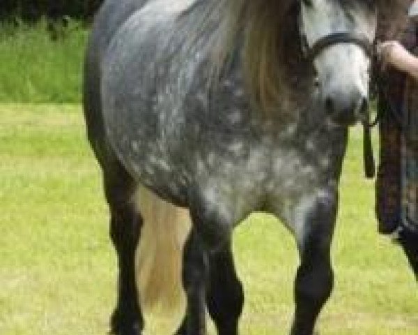 stallion Strathmore Valiant (Highland Pony, 1995, from Viscount of Whitefield)