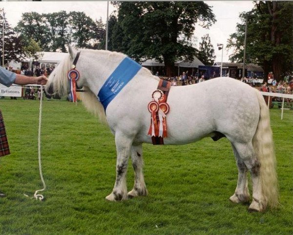 stallion Coulnacraig Highlander (Highland Pony, 1990, from Duart of Glenmuick)