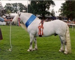 Deckhengst Coulnacraig Highlander (Highland-Pony, 1990, von Duart of Glenmuick)