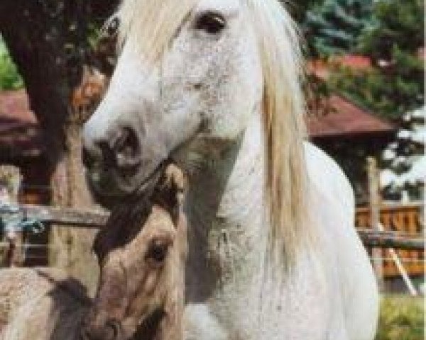 broodmare Hyphen of Croila (Highland Pony, 1987, from Glencoulter of Croila)