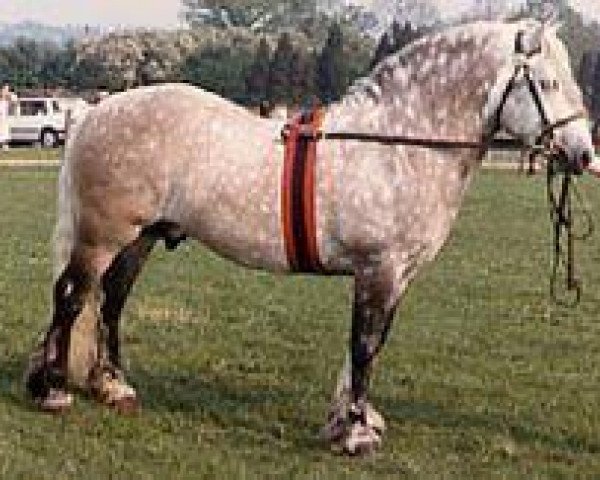 stallion Major of Whitefield (Highland Pony, 1978, from Eagle of Whitefield)