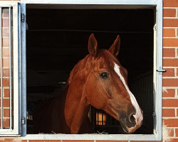 Springpferd Colorado (Rheinländer, 2007, von Coronados-Boy)