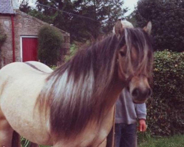 broodmare Xstella of Whitefield (Highland Pony, 1989, from Colin of Whitefield)