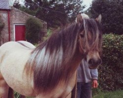 broodmare Xstella of Whitefield (Highland Pony, 1989, from Colin of Whitefield)