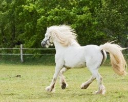 stallion Apart of Tappborn (Highland Pony, 1993, from Ben Nevis of Croila)