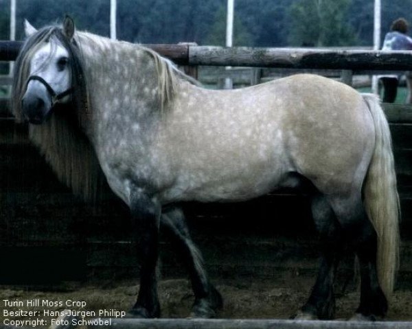 Deckhengst Turin Hill Moss Crop (Highland-Pony, 1984, von Glen Aigas)