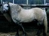 stallion Turin Hill Moss Crop (Highland Pony, 1984, from Glen Aigas)