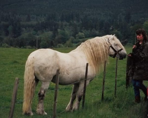 stallion Highland Chief (Highland Pony, 1965, from Iain of Derculich)