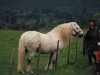 stallion Highland Chief (Highland Pony, 1965, from Iain of Derculich)