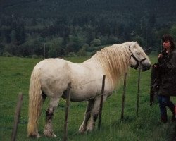 stallion Highland Chief (Highland Pony, 1965, from Iain of Derculich)