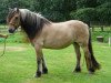 Zuchtstute West Lodge Jane (Highland-Pony, 1995, von Monab of Denmill)