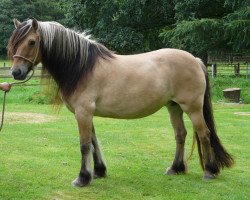 Zuchtstute West Lodge Jane (Highland-Pony, 1995, von Monab of Denmill)