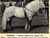 stallion Eagledene (Highland Pony, 1969, from Merlin of Derculich)