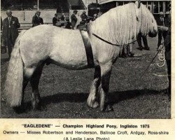 stallion Eagledene (Highland Pony, 1969, from Merlin of Derculich)