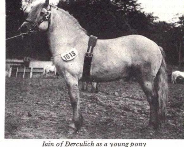 Deckhengst Iain of Derculich (Highland-Pony, 1948, von Faillie Diamond)