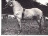 Deckhengst Iain of Derculich (Highland-Pony, 1948, von Faillie Diamond)