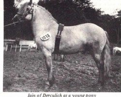 stallion Iain of Derculich (Highland Pony, 1948, from Faillie Diamond)