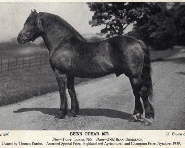 stallion Beinn Odhar (Highland Pony, 1920, from Tarff Laddie)