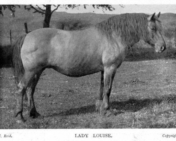 broodmare Lady Louise (Highland Pony,  , from Orig. Highland Horse)
