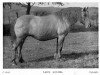 Zuchtstute Lady Louise (Highland-Pony,  , von Orig. Highland Horse)
