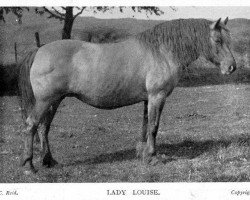 broodmare Lady Louise (Highland Pony,  , from Orig. Highland Horse)