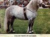 Deckhengst Bonnie Laddie (Highland-Pony, 1901, von Herd Laddie)