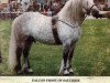 stallion Falcon Frost of Sauchrie (Highland Pony, 1983, from Glenaylmer)