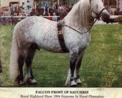 stallion Falcon Frost of Sauchrie (Highland Pony, 1983, from Glenaylmer)