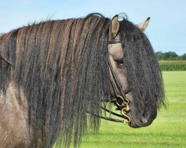 horse Fionan (Highland Pony, 2004, from Falcon Frost of Sauchrie)