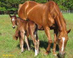 broodmare Herbstblume V (Trakehner, 1990, from Atoll)