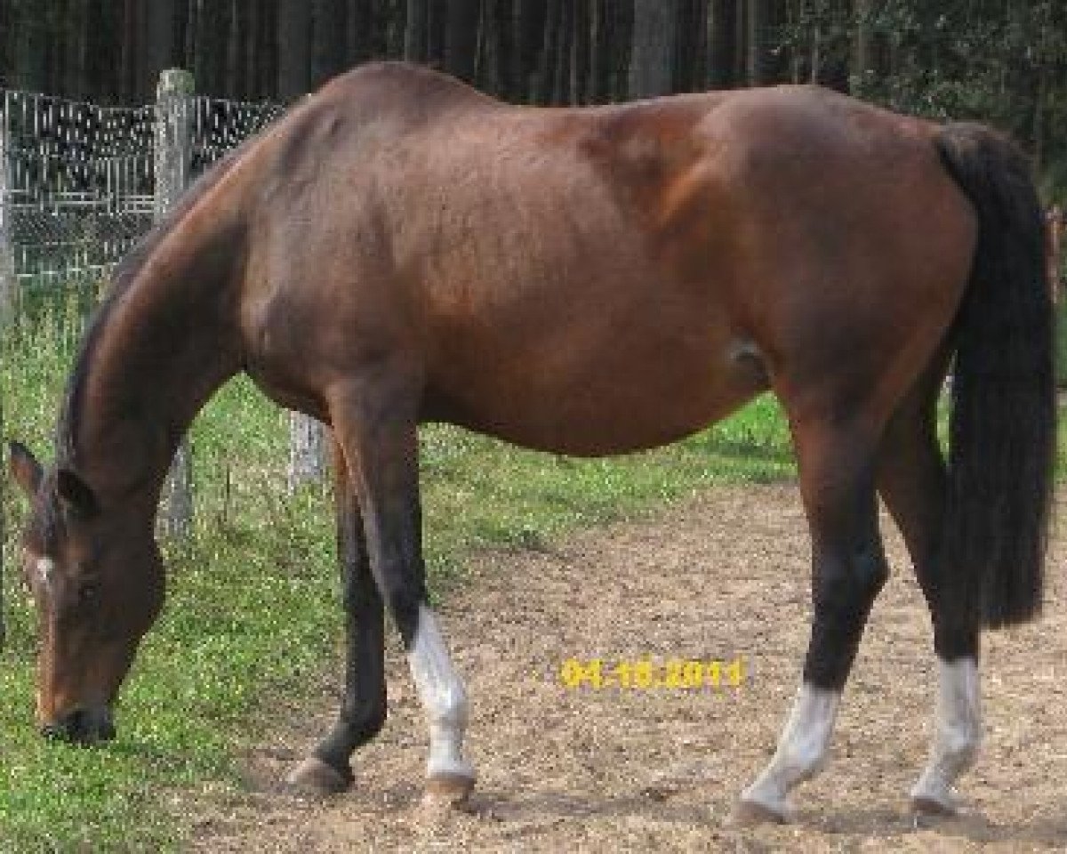 Zuchtstute Helena XXIV (Trakehner, 1989, von Itaxerxes)