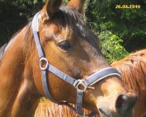 broodmare Hela XII (Trakehner, 1995, from Consul)