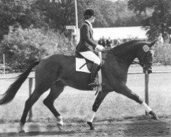 Zuchtstute Tamsel (Trakehner, 1974, von Schwaermer)