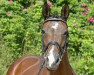 broodmare Kavalkade VI (Trakehner, 1996, from Couleur-Fuerst)