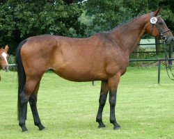 broodmare Santana XX (Trakehner, 1997, from Rockefeller)