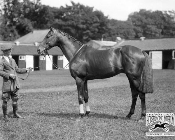 stallion Foxlaw xx (Thoroughbred, 1922, from Son In Law xx)